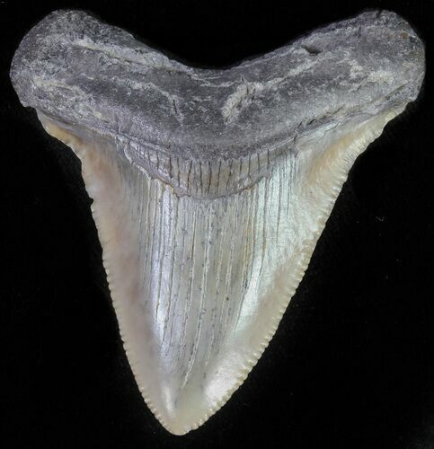 Juvenile Megalodon Tooth - Serrated Blade #62147